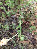 Oenothera hartwegii subsp. pubescens (A. Gray) W. L. Wagner & Hoch resmi