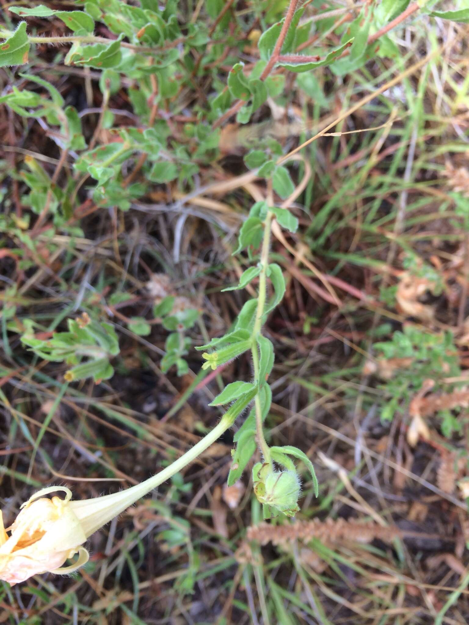 Image of Hartweg's sundrops