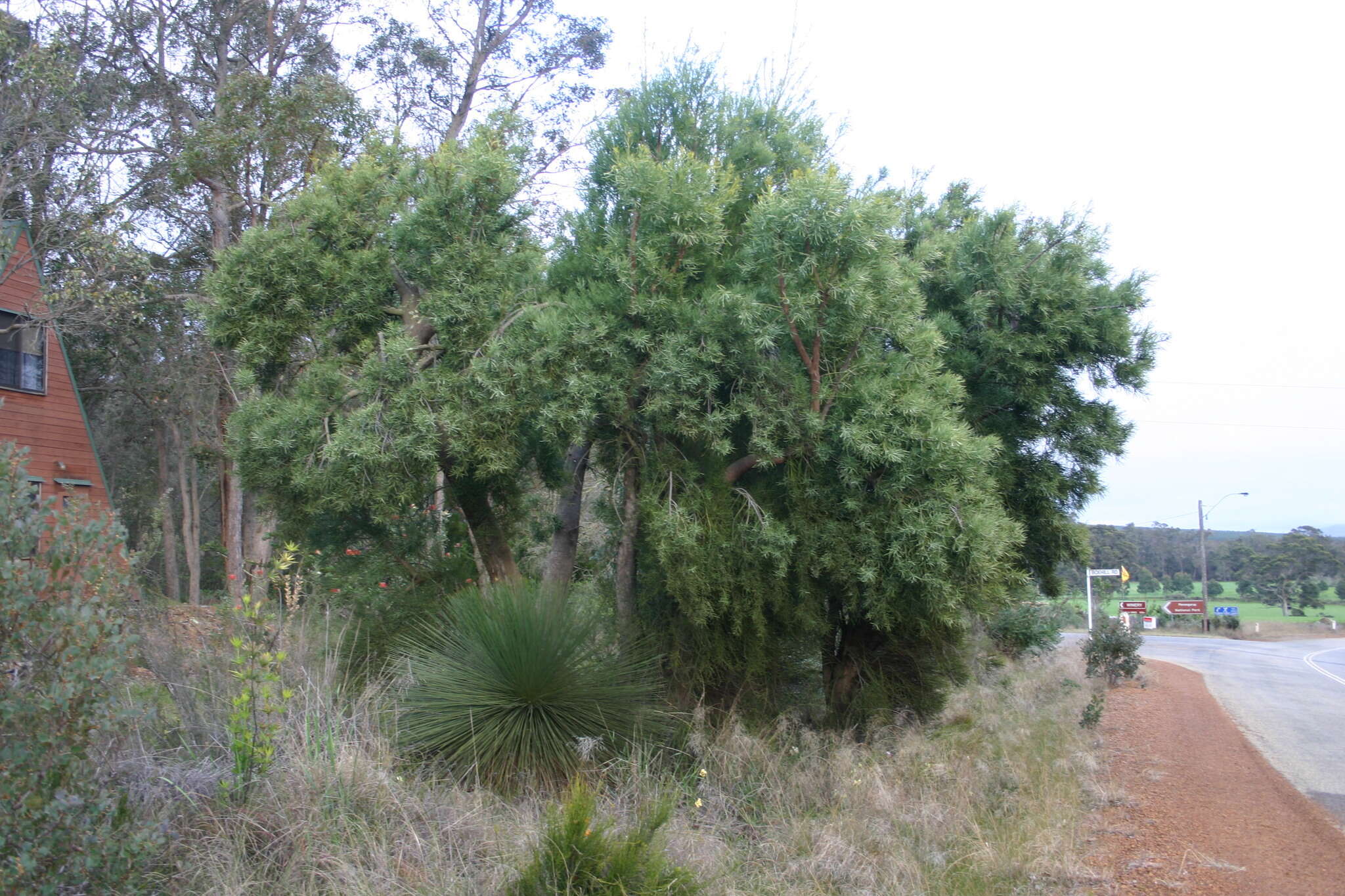 Image of Nuytsia floribunda (Labill.) R. Br.