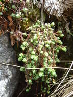 Image of Sedum brevifolium DC.