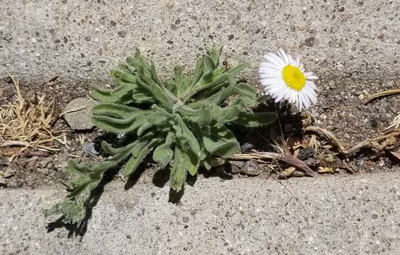 Image of running fleabane