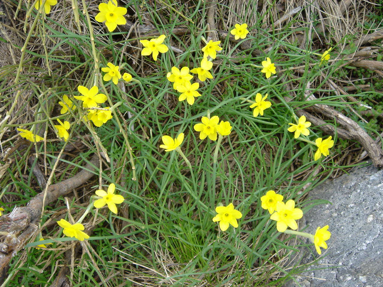 Image of rushleaf jonquil