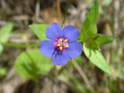 Imagem de Lysimachia foemina (Mill.) U. Manns & Anderb.