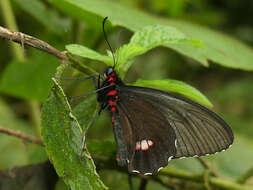 صورة Parides panares (Gray (1853))