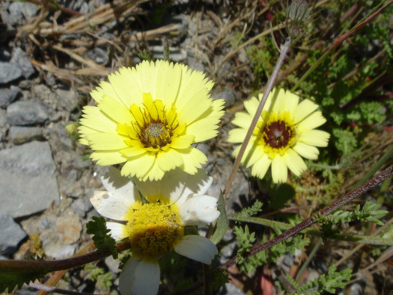 Image de Tolpis barbata (L.) Gaertn.