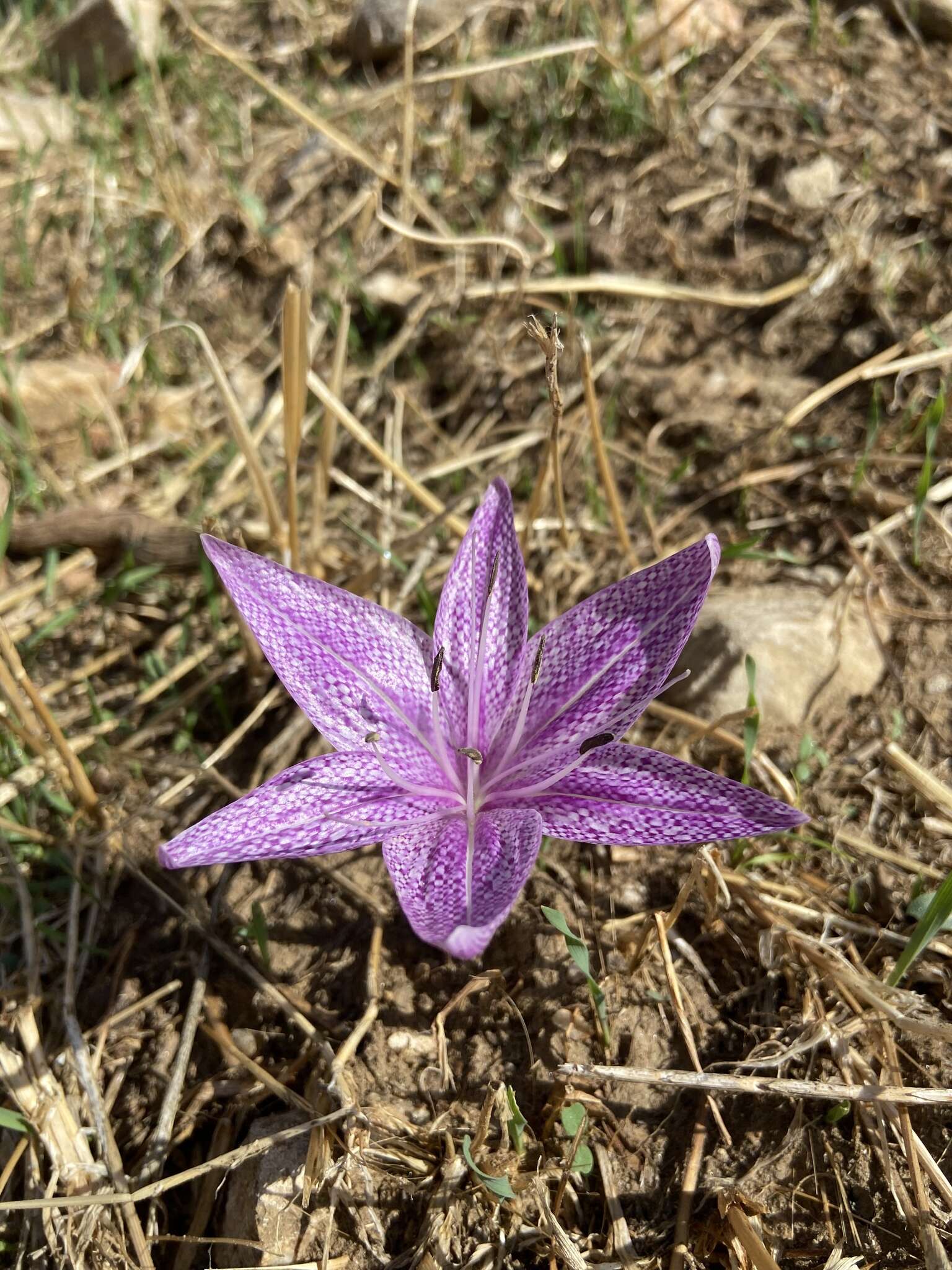 Sivun Colchicum variegatum L. kuva