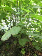 Image of Water Mint