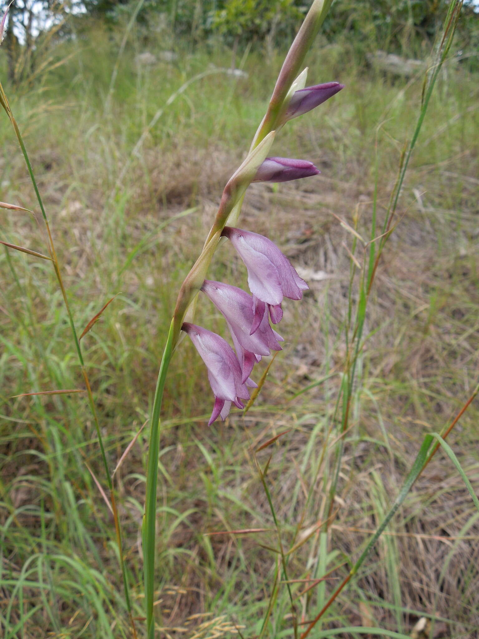 Sivun Gladiolus gregarius Welw. ex Baker kuva