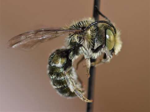 Image de Osmia conjuncta Cresson 1864