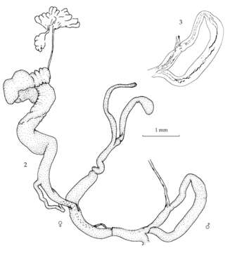 Image of Leptacme cuongi