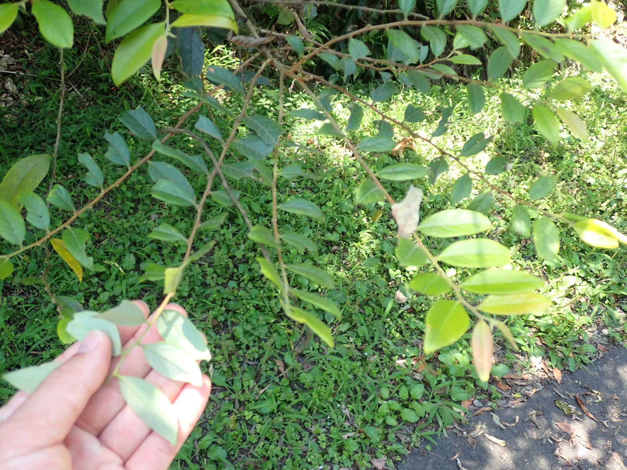 Слика од Phyllanthus meghalayensis Chakrab. & N. P. Balakr.