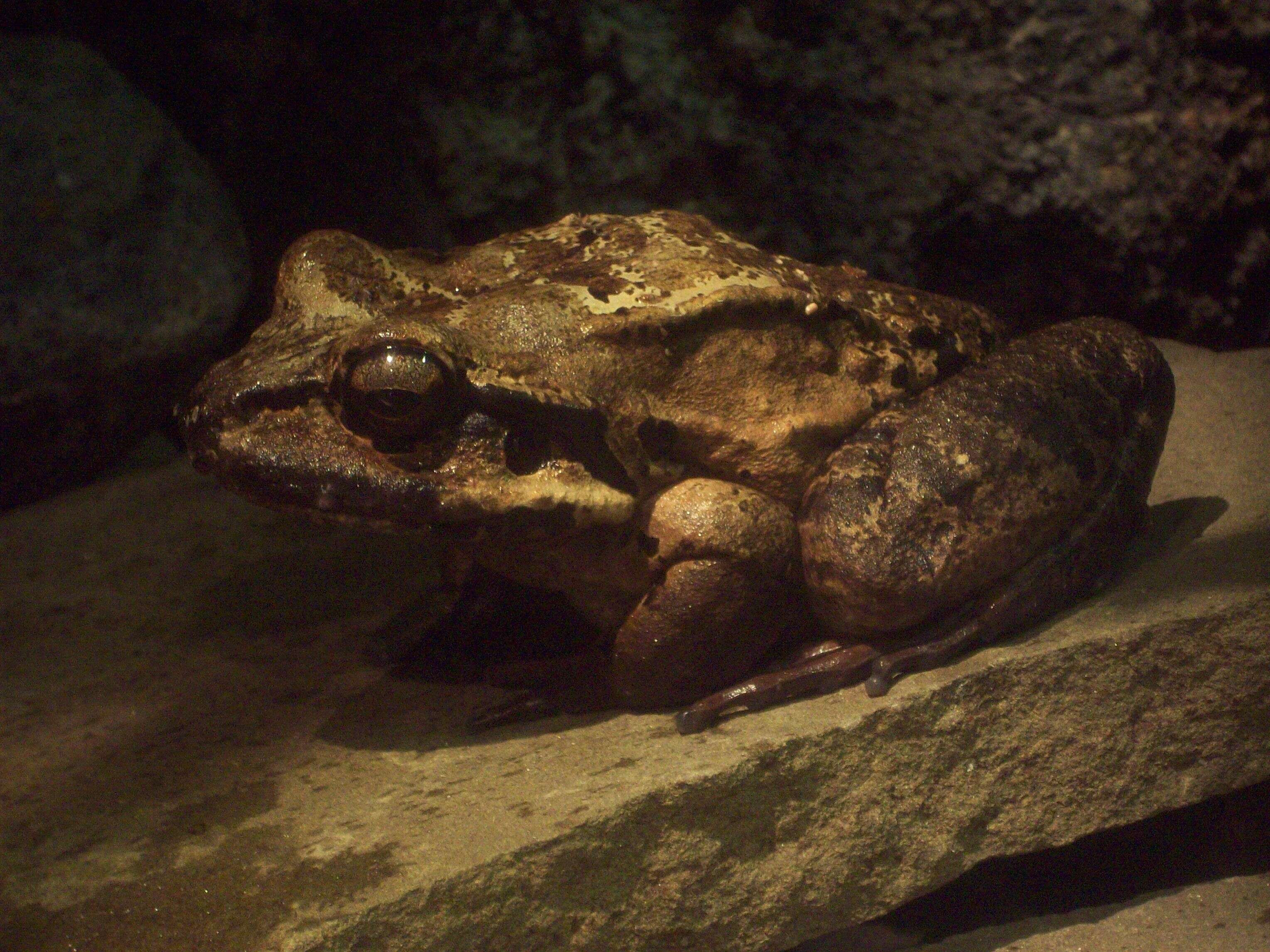 Слика од Leptodactylus fallax Müller 1926