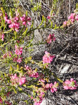 Image of Erica longiaristata Benth.