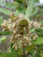 Image of <i>Olearia traversiorum</i>
