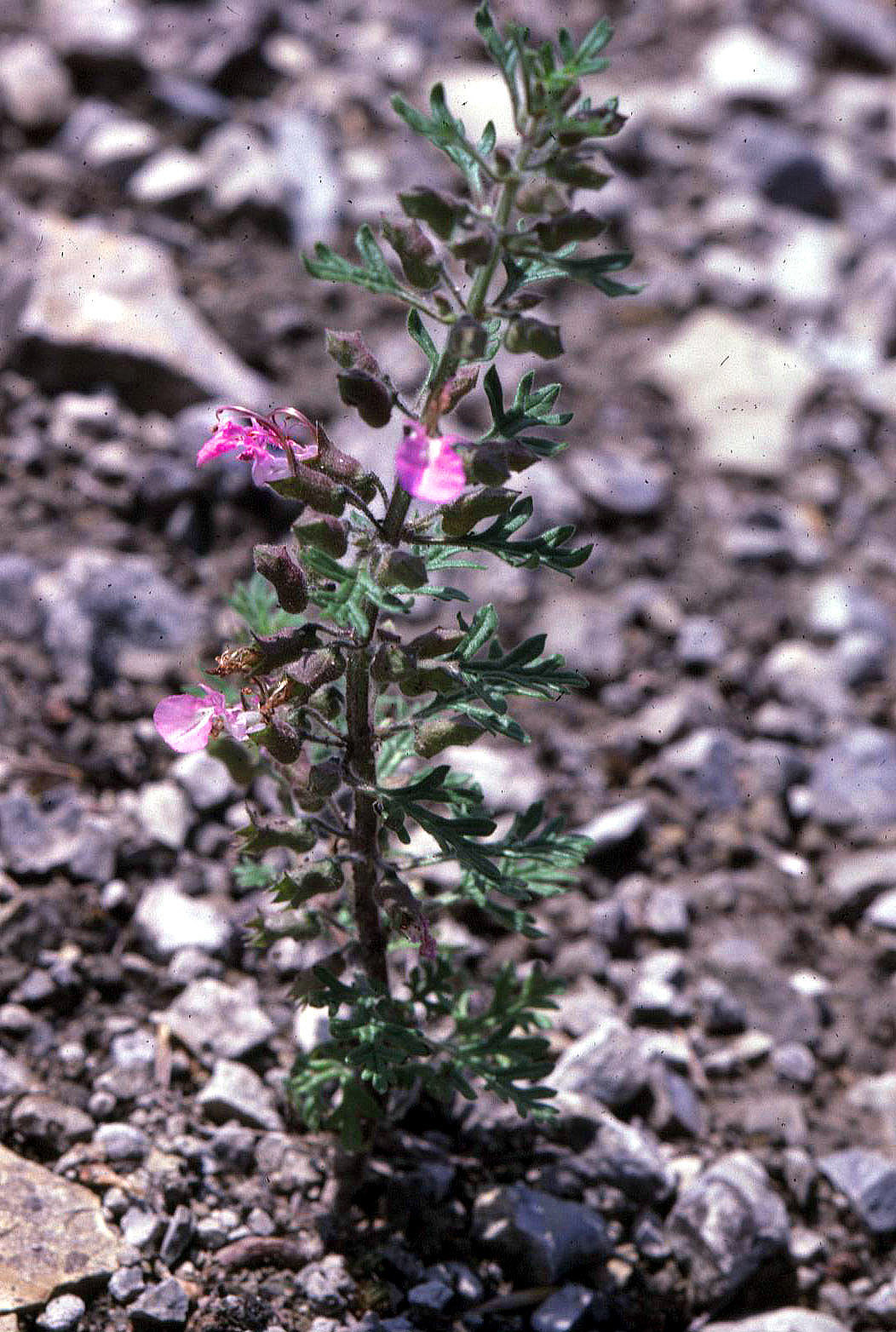 Teucrium botrys (rights holder: )