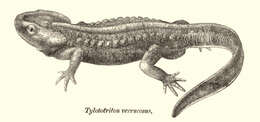 Image of Crocodile Newt