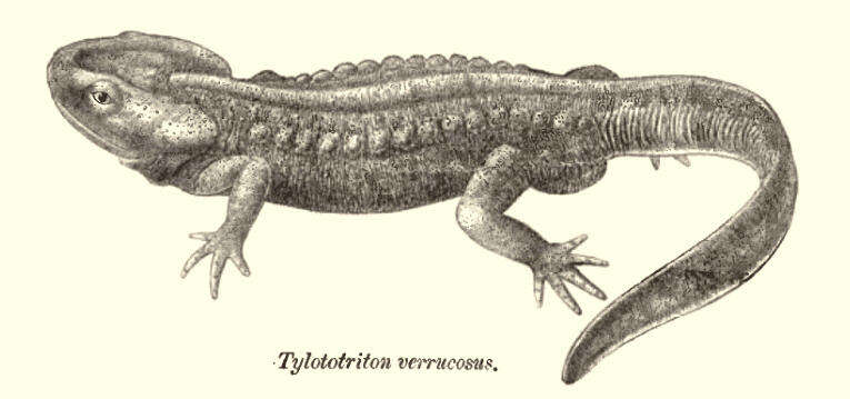 Sivun Tylototriton verrucosus Anderson 1871 kuva