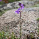 Plancia ëd Linaria elegans Cav.