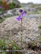 Sivun Linaria elegans Cav. kuva