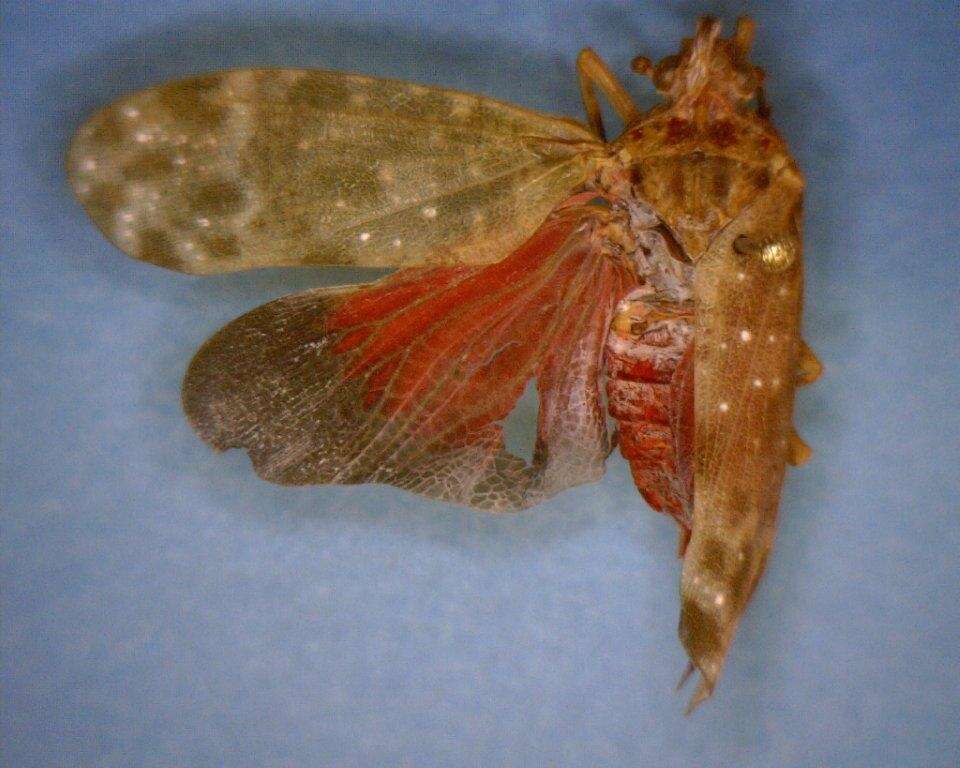 Image of Enchophora sanguinea Distant 1887