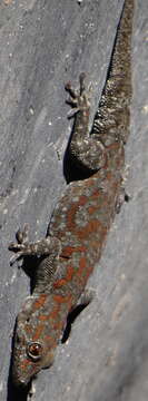 Image of Boulton’s Namib Day Gecko