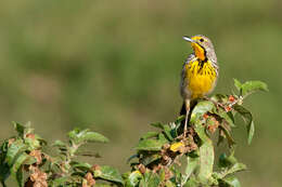 Image of Yellow-throated Longclaw