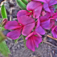 Image of Indigofera rubroglandulosa Germish.