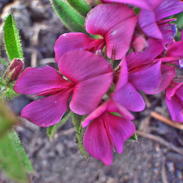 Imagem de Indigofera rubroglandulosa Germish.