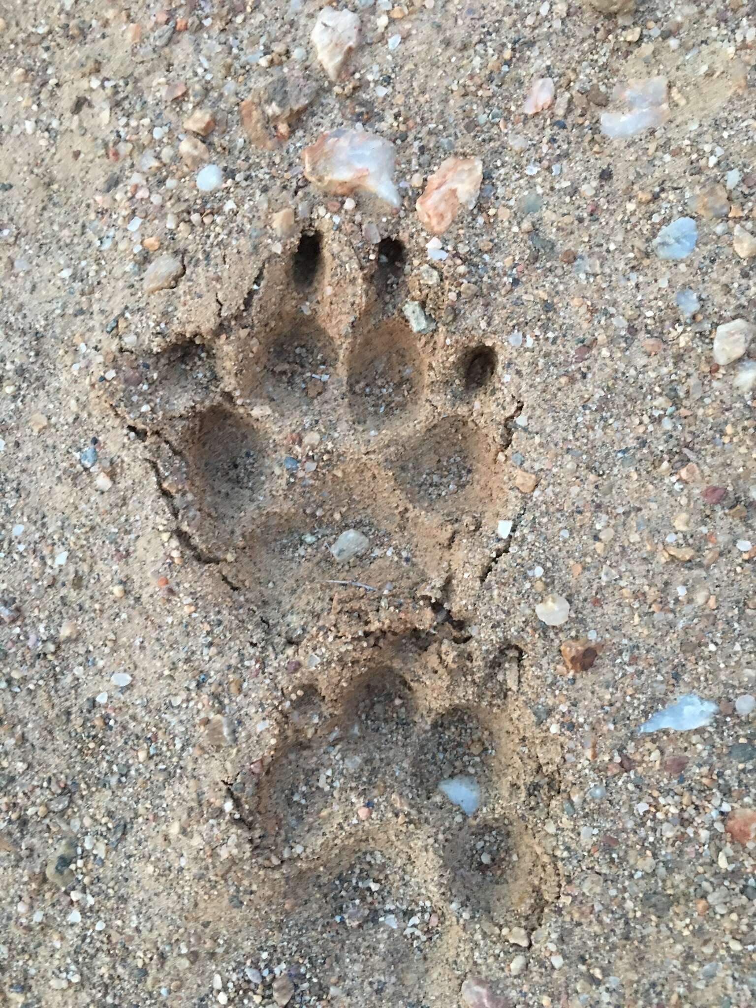 Image of Santa Catalina Island Fox