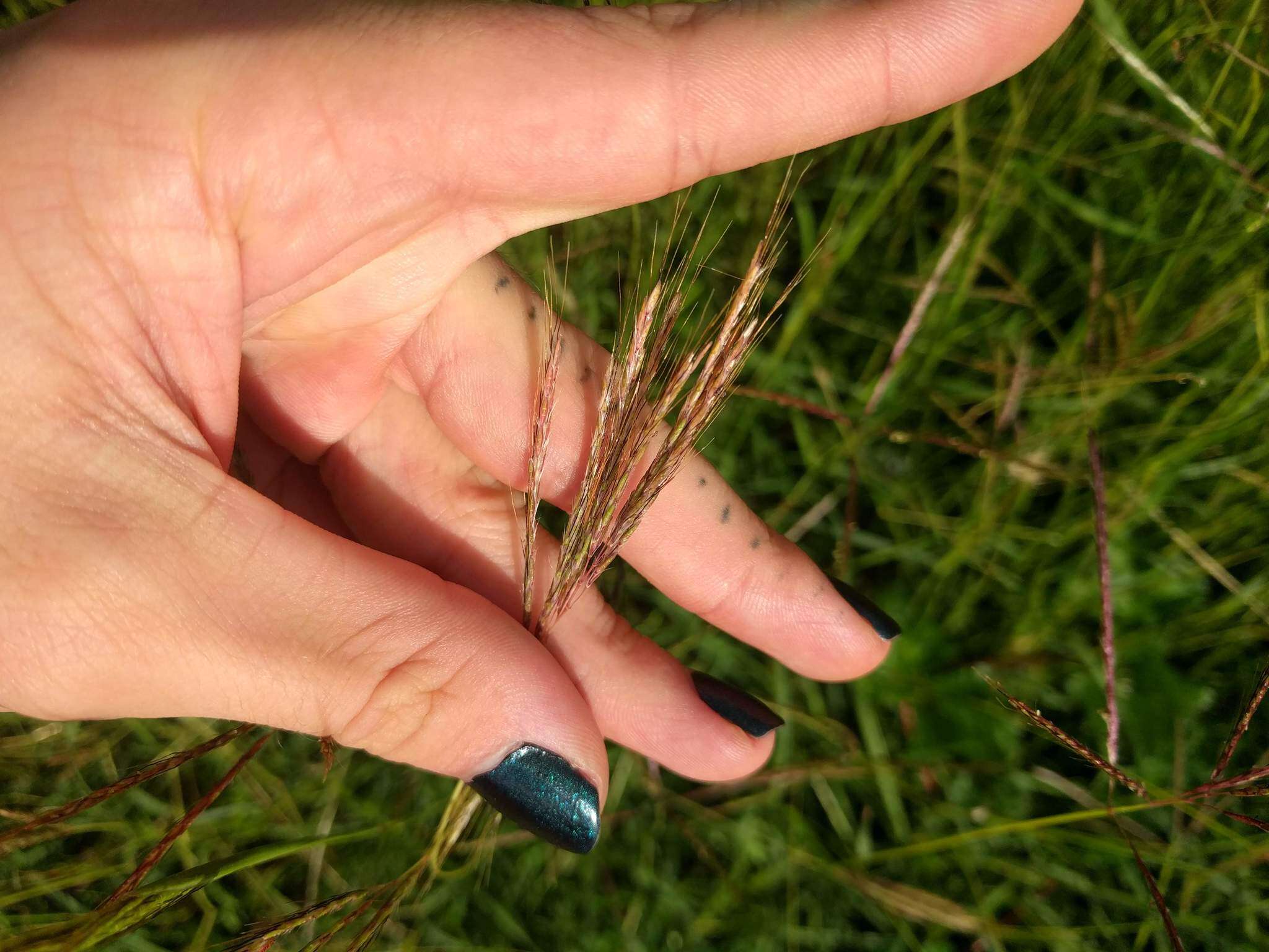 Image of pitted beardgrass