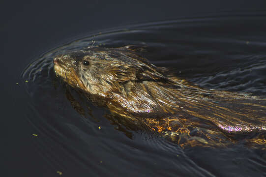 Image of muskrat