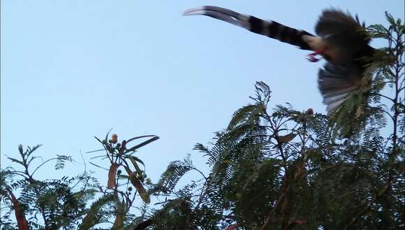 Image of Blue Magpie