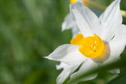 Image of cream narcissus