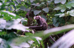 Image of Common Marmoset