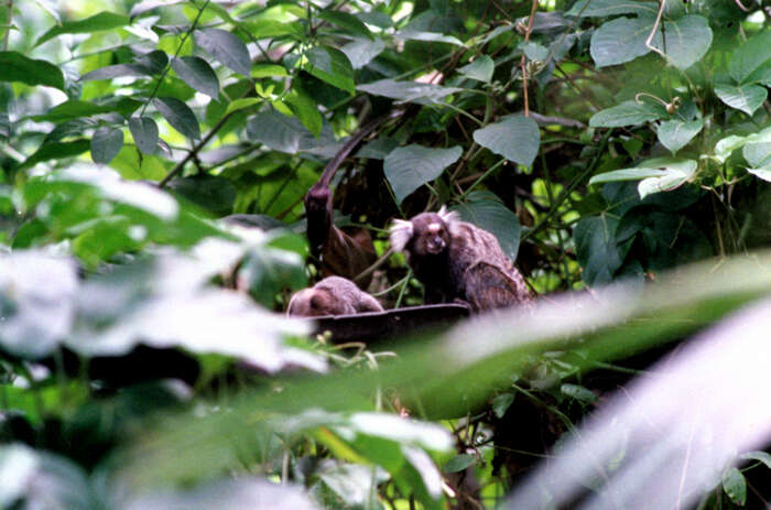 Image de Ouistiti à toupets blancs