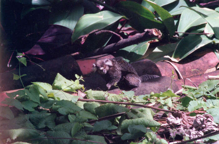 Image of Common Marmoset