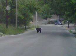 Image of Mexican Black Bear