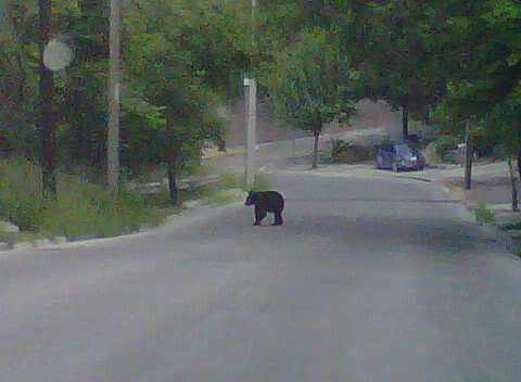 Image of Mexican Black Bear