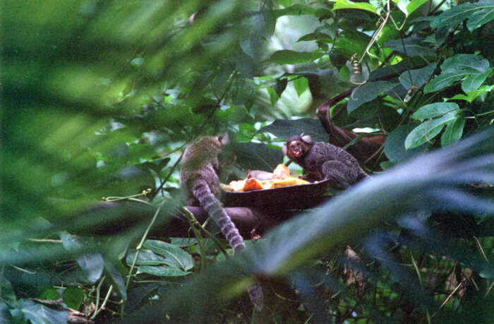 Image de Ouistiti à toupets blancs