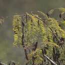 Image de Acacia à cachou