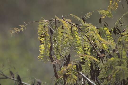 Image of black cutch