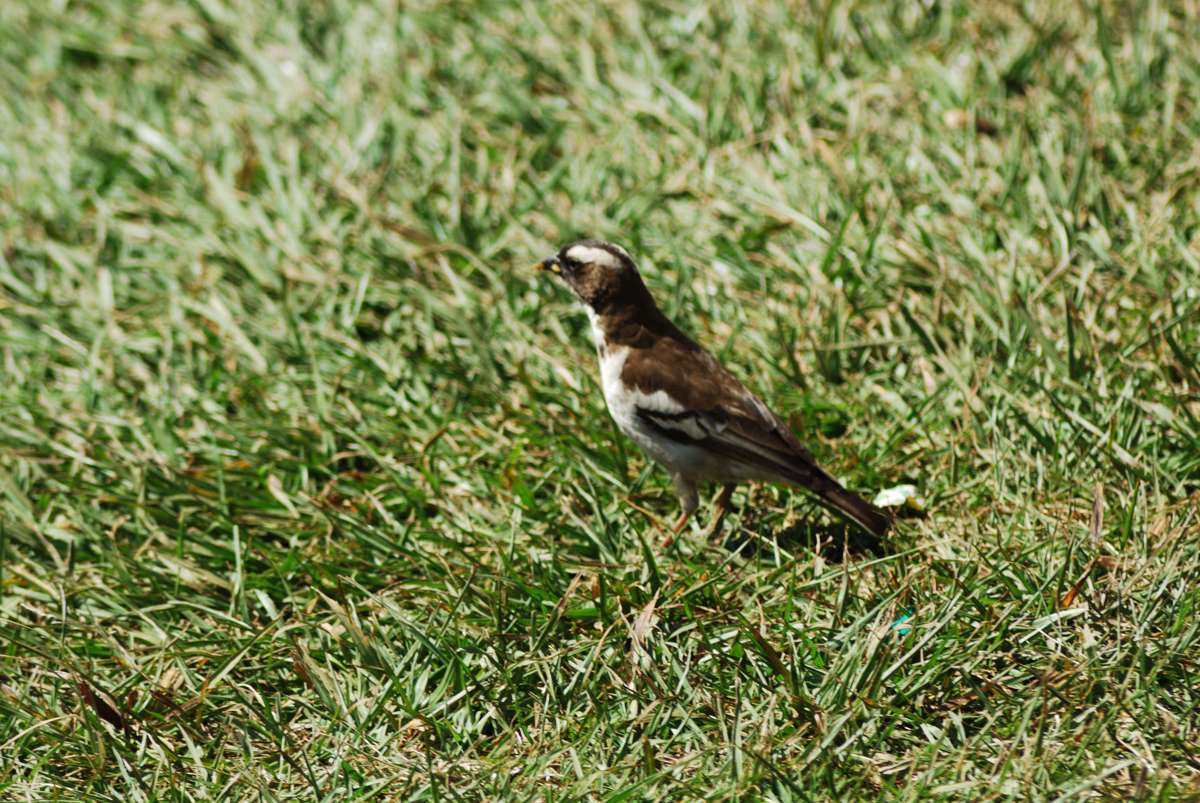 Image of sparrow-weaver