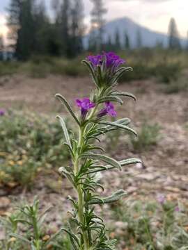 Image of Lobb's fiddleleaf