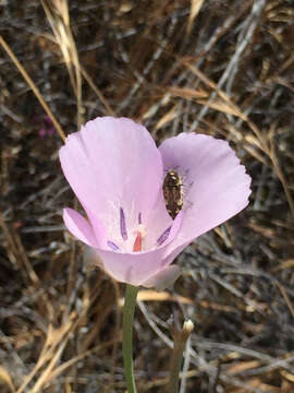 Image of splendid mariposa lily