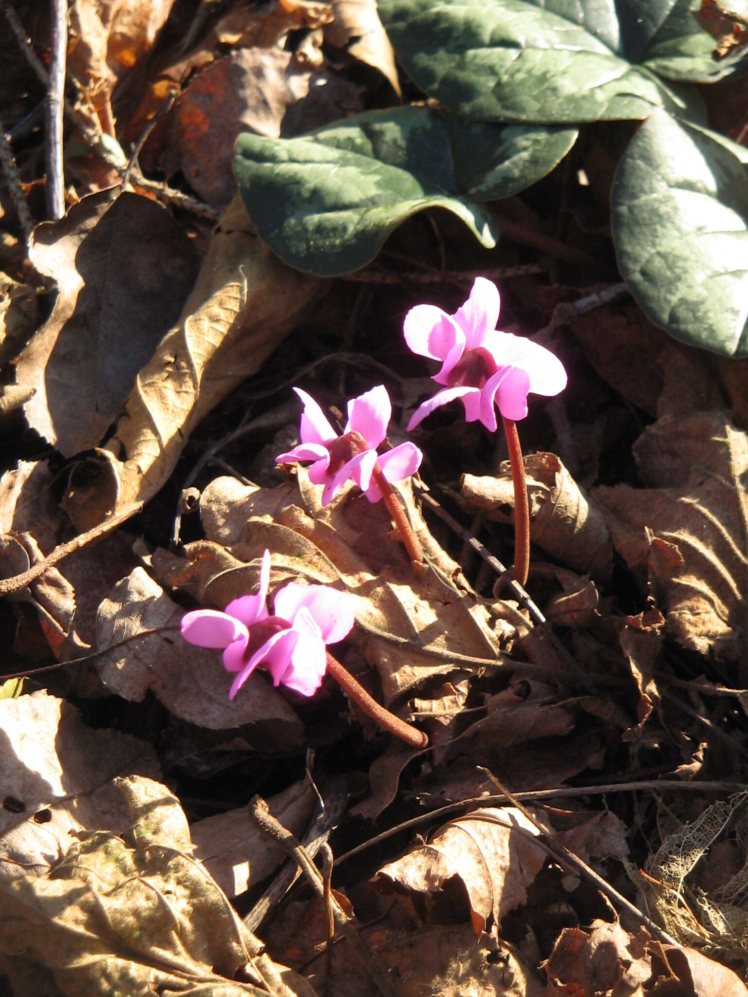 Image of Cyclamen coum Miller