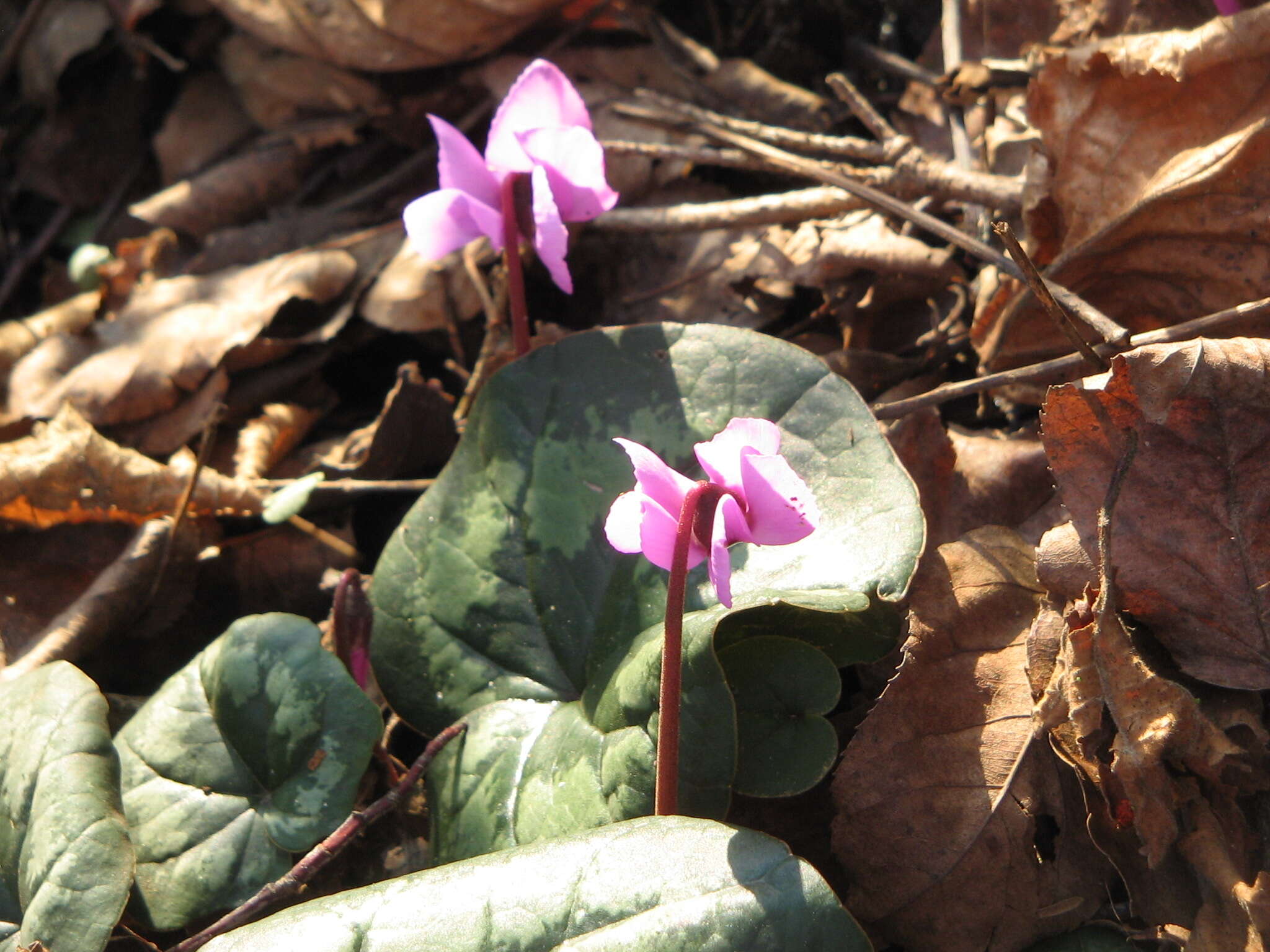 Image of Cyclamen coum Miller