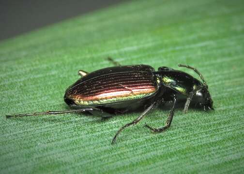 Image of Agonum (Olisares) sexpunctatum (Linnaeus 1758)