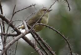 Image de Acanthiza reguloides australis (North 1904)