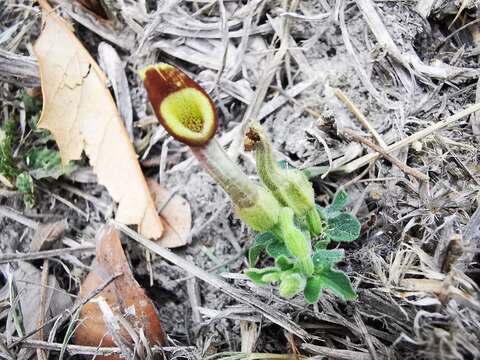 Image de Aristolochia pentandra Jacq.