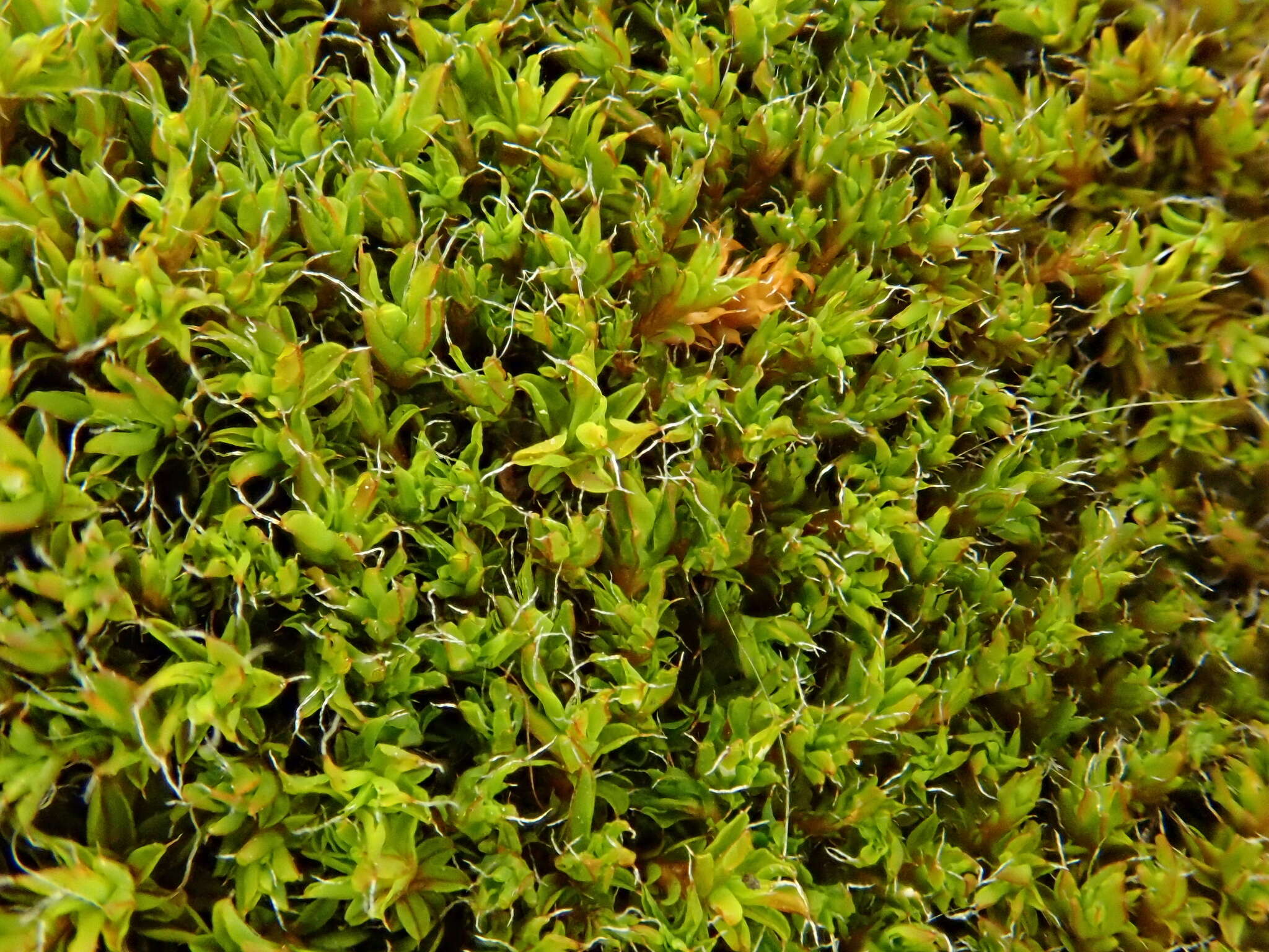 Image of Syntrichia virescens Ochyra 1992